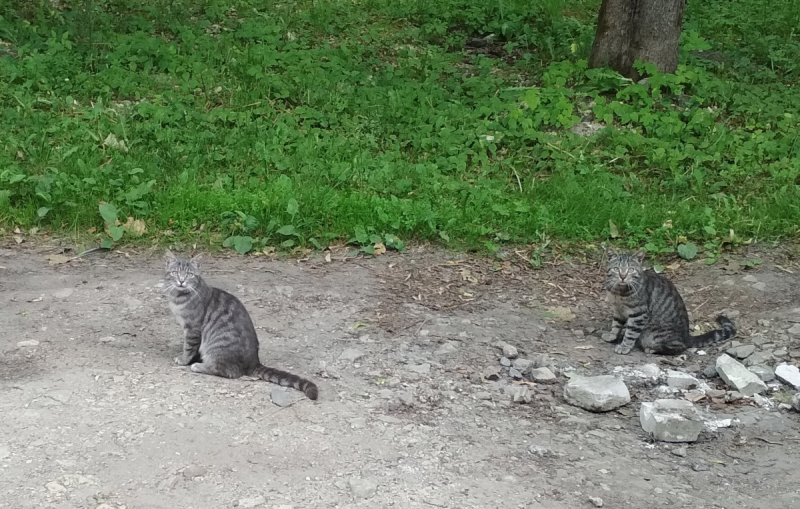 Кошки в нашей жизни. Кошки и все, что с ними связано.