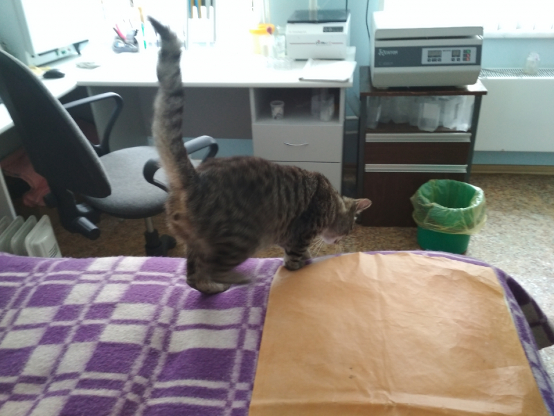 Кошки в нашей жизни. Кошки и все, что с ними связано.