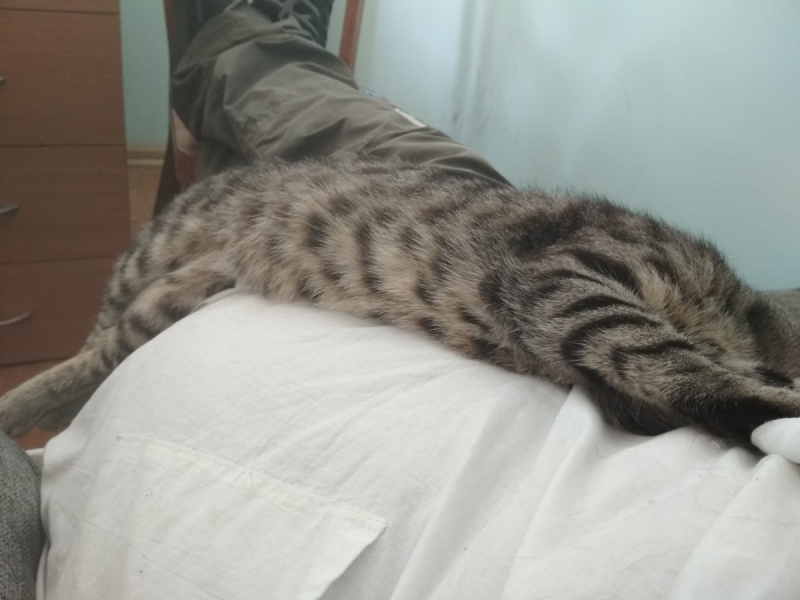 Кошки в нашей жизни. Кошки и все, что с ними связано.