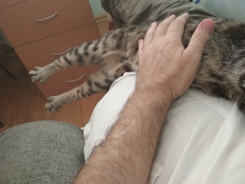 Кошки в нашей жизни. Кошки и все, что с ними связано.