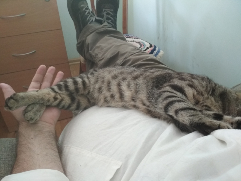 Кошки в нашей жизни. Кошки и все, что с ними связано.