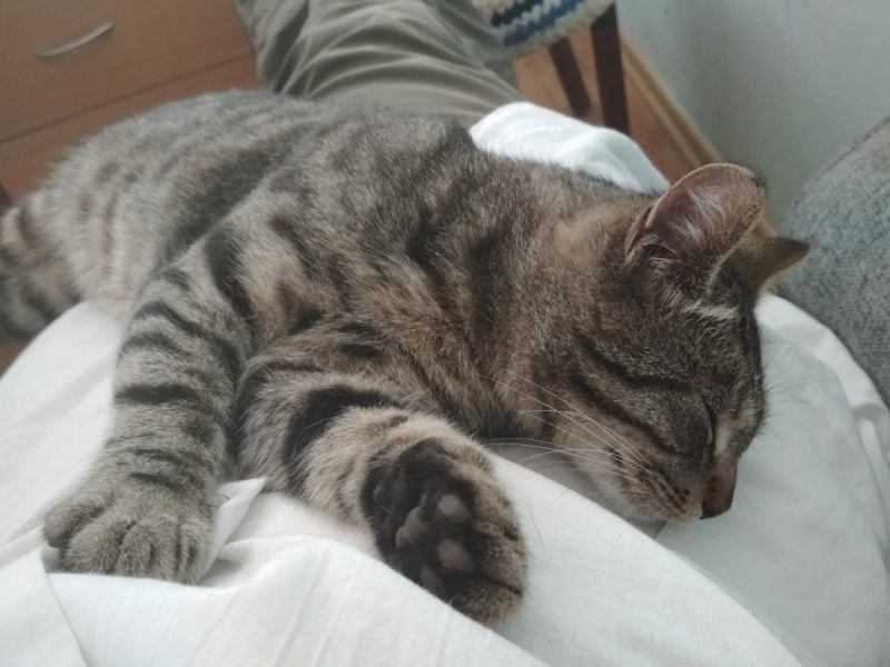 Кошки в нашей жизни. Кошки и все, что с ними связано.