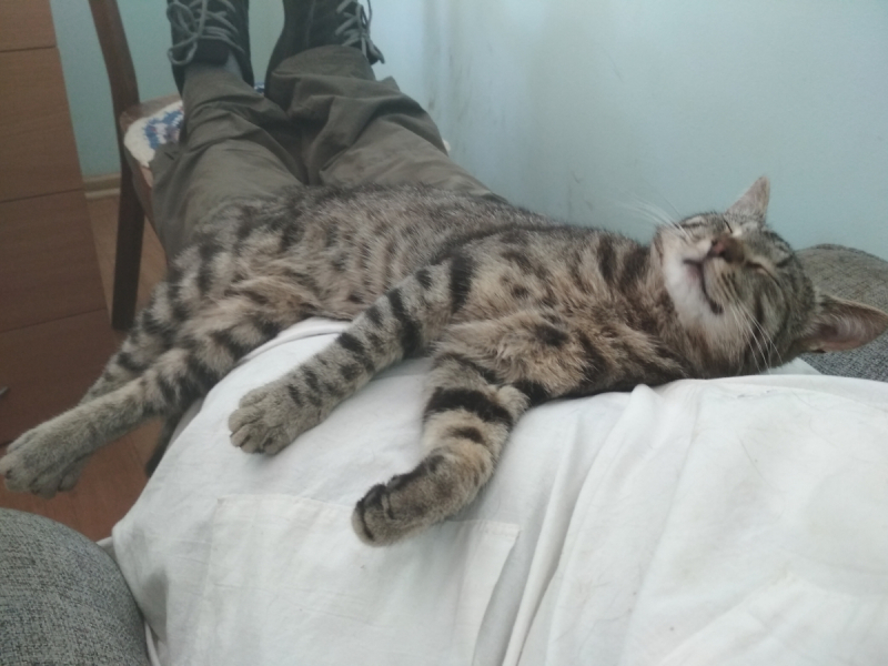 Кошки в нашей жизни. Кошки и все, что с ними связано.