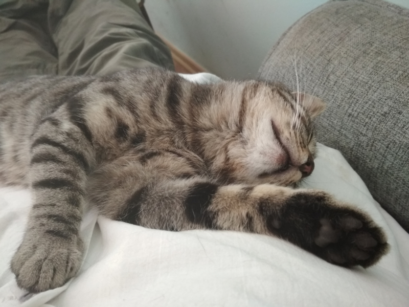 Кошки в нашей жизни. Кошки и все, что с ними связано.