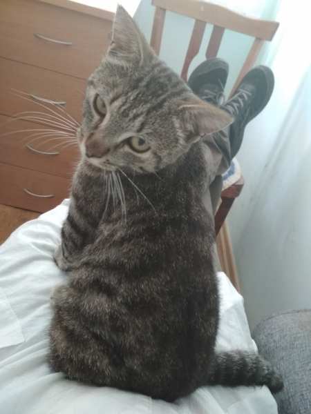 Кошки в нашей жизни. Кошки и все, что с ними связано.