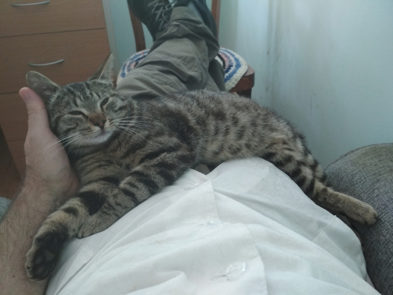 Кошки в нашей жизни. Кошки и все, что с ними связано.