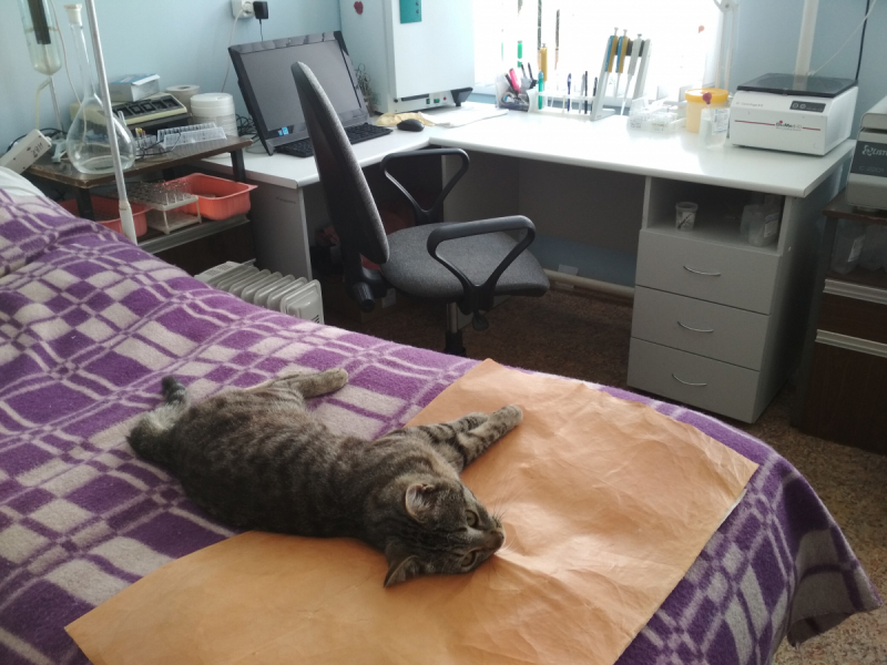 Кошки в нашей жизни. Кошки и все, что с ними связано.