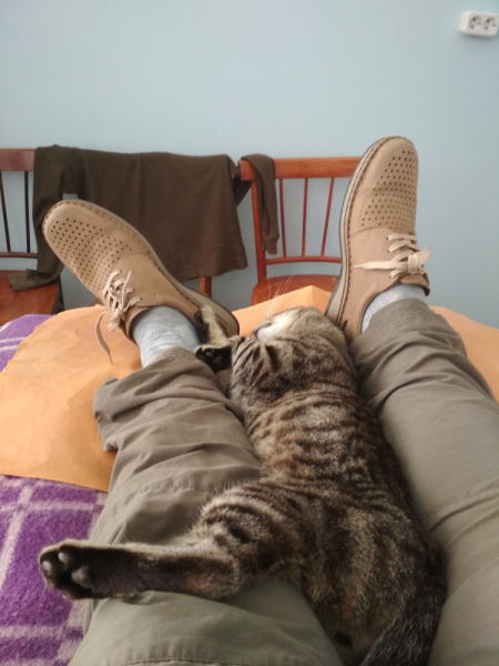 Кошки в нашей жизни. Кошки и все, что с ними связано.