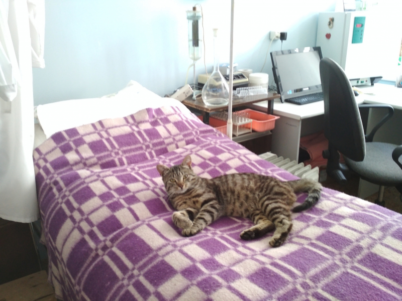 Кошки в нашей жизни. Кошки и все, что с ними связано.