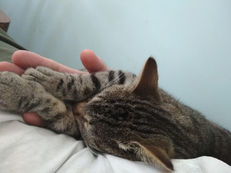 Кошки в нашей жизни. Кошки и все, что с ними связано.