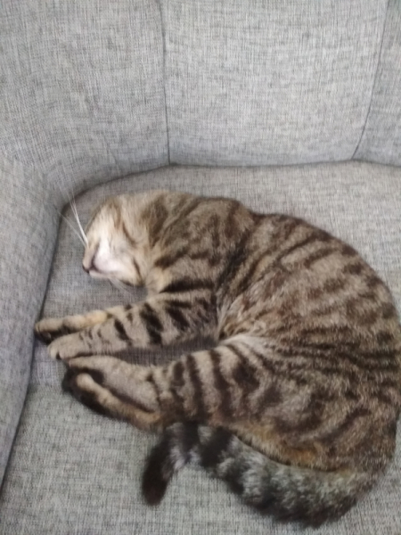 Кошки в нашей жизни. Кошки и все, что с ними связано.