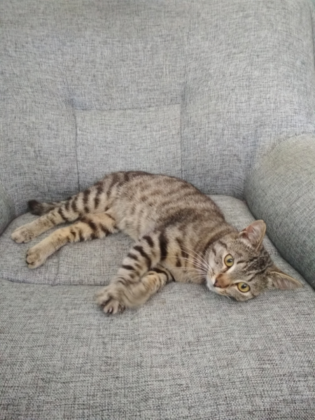 Кошки в нашей жизни. Кошки и все, что с ними связано.