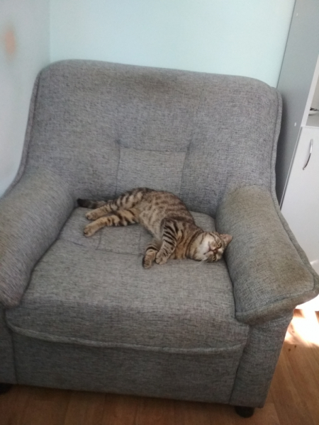 Кошки в нашей жизни. Кошки и все, что с ними связано.