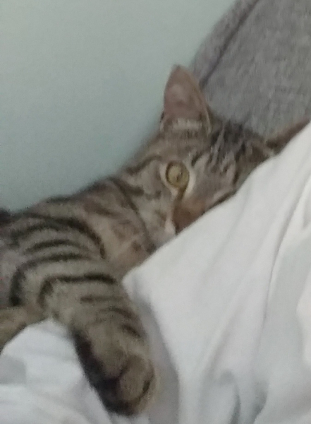 Кошки в нашей жизни. Кошки и все, что с ними связано.