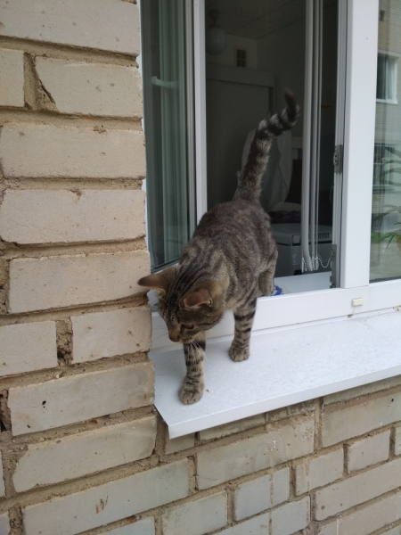 Кошки в нашей жизни. Кошки и все, что с ними связано.