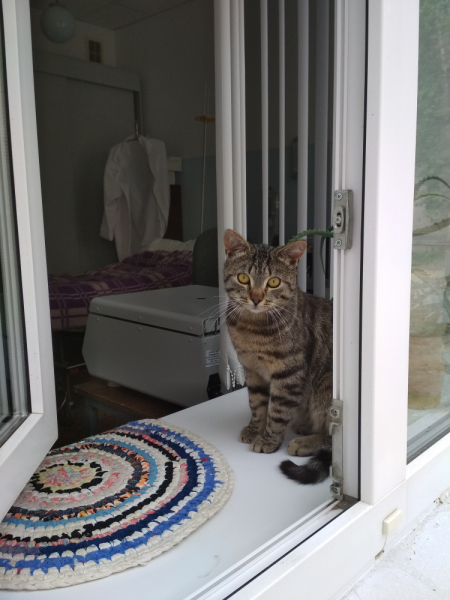 Кошки в нашей жизни. Кошки и все, что с ними связано.