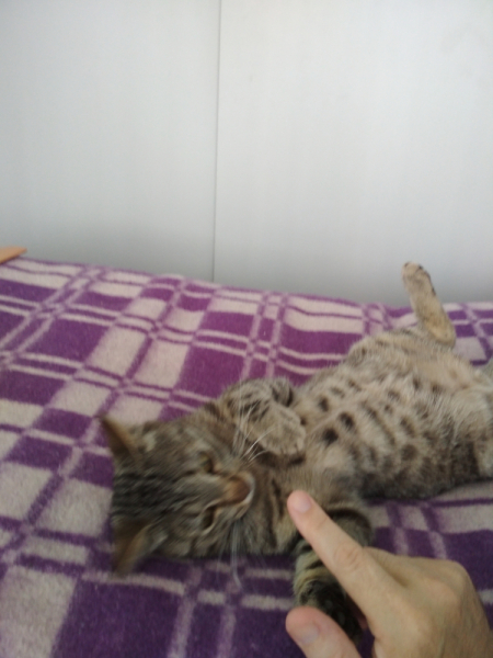 Кошки в нашей жизни. Кошки и все, что с ними связано.