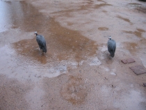 Сам себе турагент