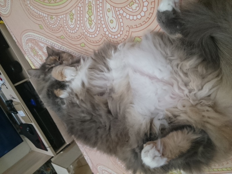 Кошки в нашей жизни. Кошки и все, что с ними связано.