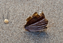 Совет по фото объективам