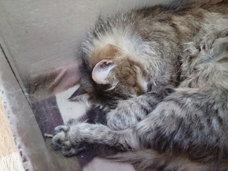 Кошки в нашей жизни. Кошки и все, что с ними связано.