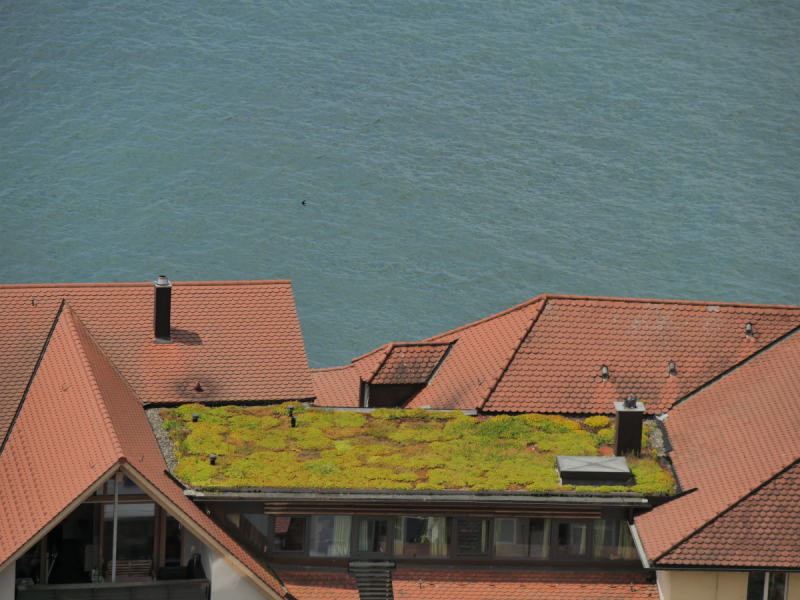 Боденское озеро / Bodensee - лучше сейчас, чем никогда.