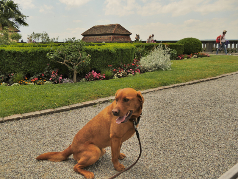 Боденское озеро / Bodensee - лучше сейчас, чем никогда.