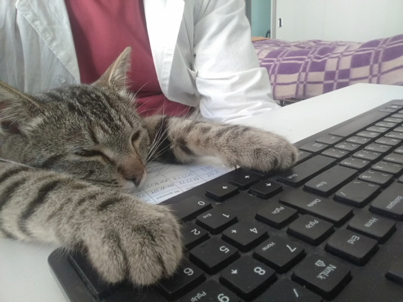 Кошки в нашей жизни. Кошки и все, что с ними связано.