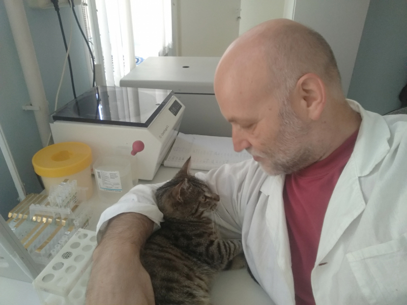 Кошки в нашей жизни. Кошки и все, что с ними связано.