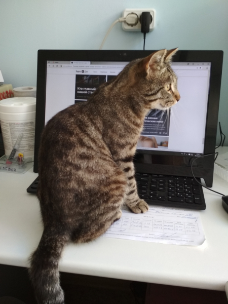 Кошки в нашей жизни. Кошки и все, что с ними связано.