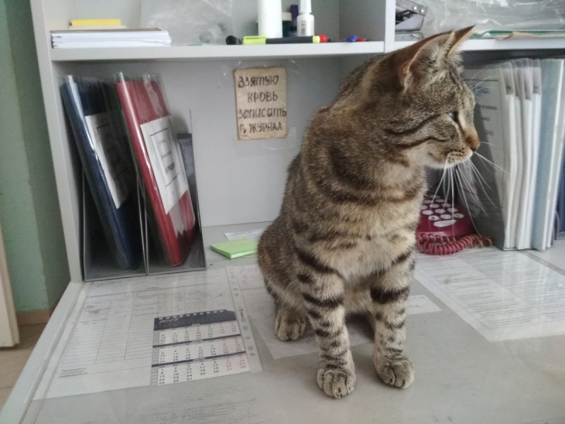 Кошки в нашей жизни. Кошки и все, что с ними связано.