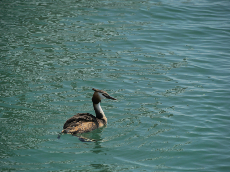 Боденское озеро / Bodensee - лучше сейчас, чем никогда.