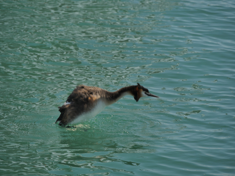 Боденское озеро / Bodensee - лучше сейчас, чем никогда.