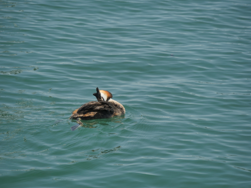 Боденское озеро / Bodensee - лучше сейчас, чем никогда.