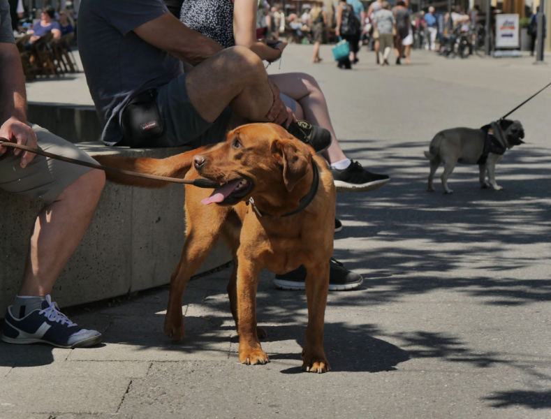 Боденское озеро / Bodensee - лучше сейчас, чем никогда.