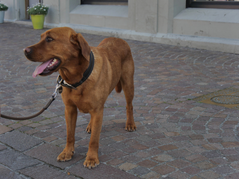 Боденское озеро / Bodensee - лучше сейчас, чем никогда.