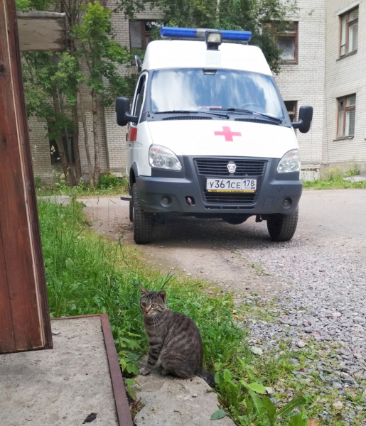 Кошки в нашей жизни. Кошки и все, что с ними связано.