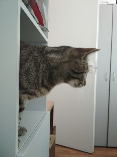 Кошки в нашей жизни. Кошки и все, что с ними связано.