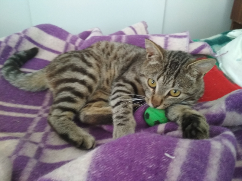 Кошки в нашей жизни. Кошки и все, что с ними связано.