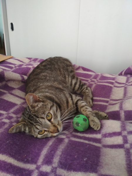 Кошки в нашей жизни. Кошки и все, что с ними связано.