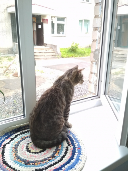 Кошки в нашей жизни. Кошки и все, что с ними связано.