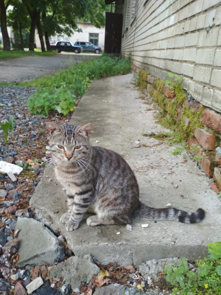Кошки в нашей жизни. Кошки и все, что с ними связано.