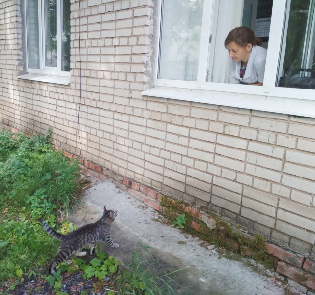 Кошки в нашей жизни. Кошки и все, что с ними связано.