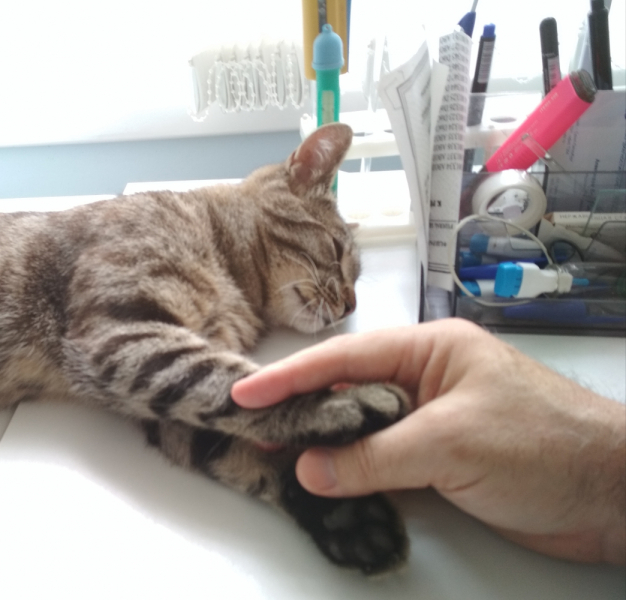 Кошки в нашей жизни. Кошки и все, что с ними связано.