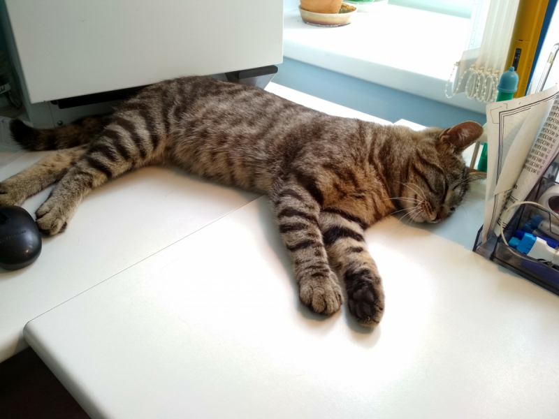 Кошки в нашей жизни. Кошки и все, что с ними связано.