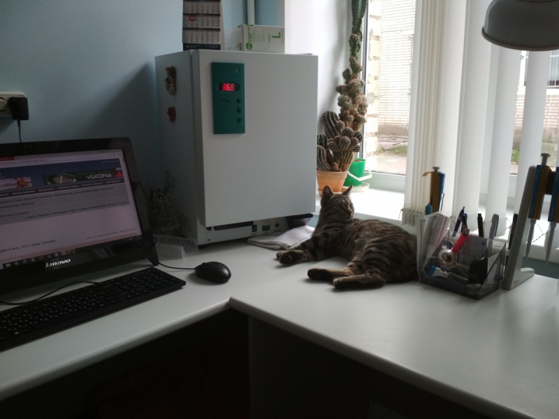 Кошки в нашей жизни. Кошки и все, что с ними связано.