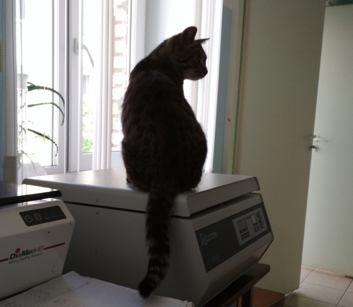 Кошки в нашей жизни. Кошки и все, что с ними связано.