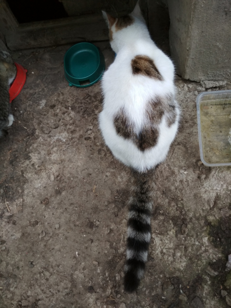 Кошки в нашей жизни. Кошки и все, что с ними связано.