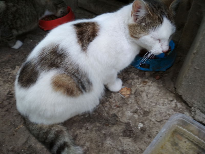 Кошки в нашей жизни. Кошки и все, что с ними связано.