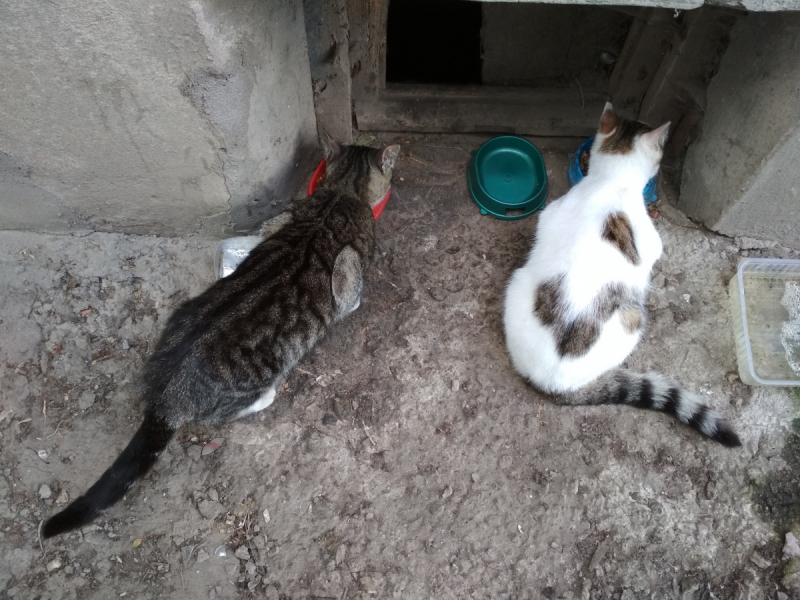 Кошки в нашей жизни. Кошки и все, что с ними связано.